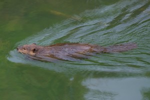 Beaver