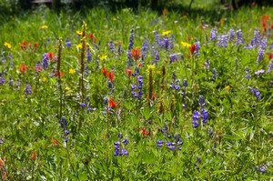 Wildflower Meadow