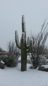 Snowy Saguaro