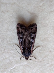 Brantley Lake Moth