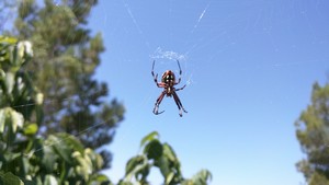 Brantley Lake Spider