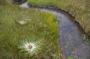 Elk Thistle