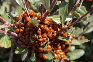 Ladybirds