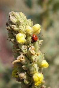 Mullein with Solitary Ladybird