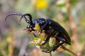 Longhorn Beetle