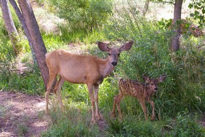 Doe and Fawn, Zion National Park, Utah