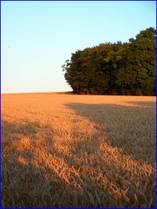 Sunset Wheat 1