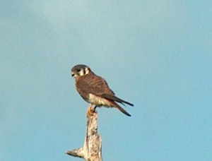 A falcon at Curry Hammock SP, FL