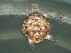 a young Green turtle - you can see her injured flipper