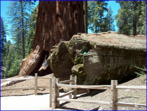 Sequoia & Log