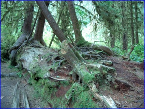 Rainforest Log