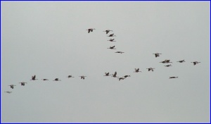 Sandhill Cranes flying