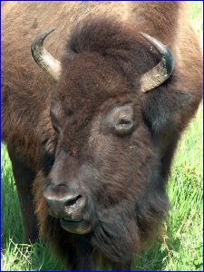 Bison Closeup