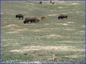 Bison and Prairie Dog