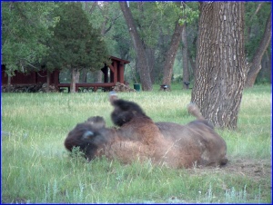 Wallowing Bison