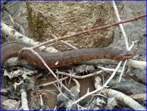 Banded Watersnake On Branch