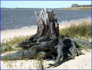 Beach Stump