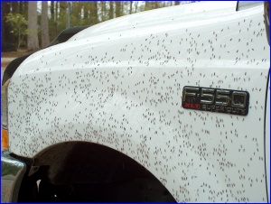 Bugs on the Fender