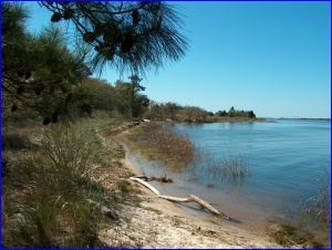 Cape Fear River Estuary