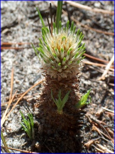 Longleaf Pine regrowing after a fire