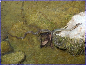 Fish-Eating Snake