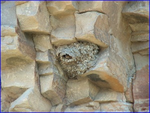 Swallow Nest