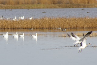 Snow Geese (and a couple of Pintails)