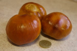 Buckeyes with Pound Coin