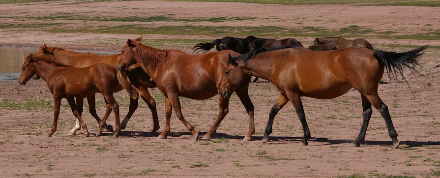 Wild Horses at Bluewater State Park, New Mexico